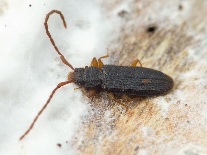 Uleiota planata (Linnaeus, 1761)